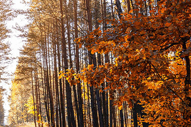 开云体育-绝杀！当哈兰德撕裂德甲，湖人王朝的回声正在消散
